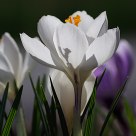 Spring is Coming